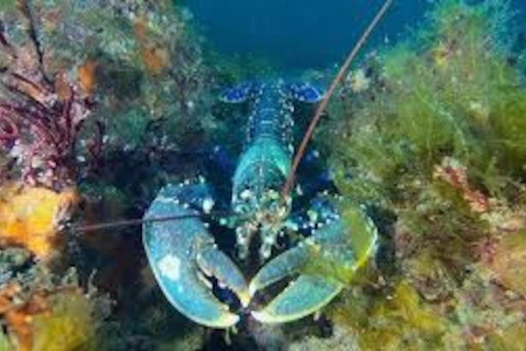 Gite Entre Mer Et Abers Landéda Exterior foto